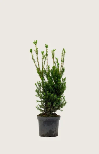 Hybridbarlind Hicksii 80cm Outlet | Plantinavia