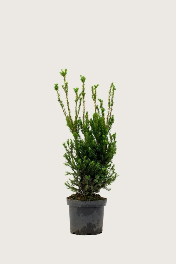 Hybridbarlind Hicksii 80cm Outlet | Plantinavia
