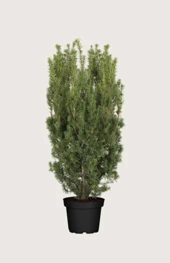 Hybridbarlind Hicksii 125cm Velgrenet | Plantinavia