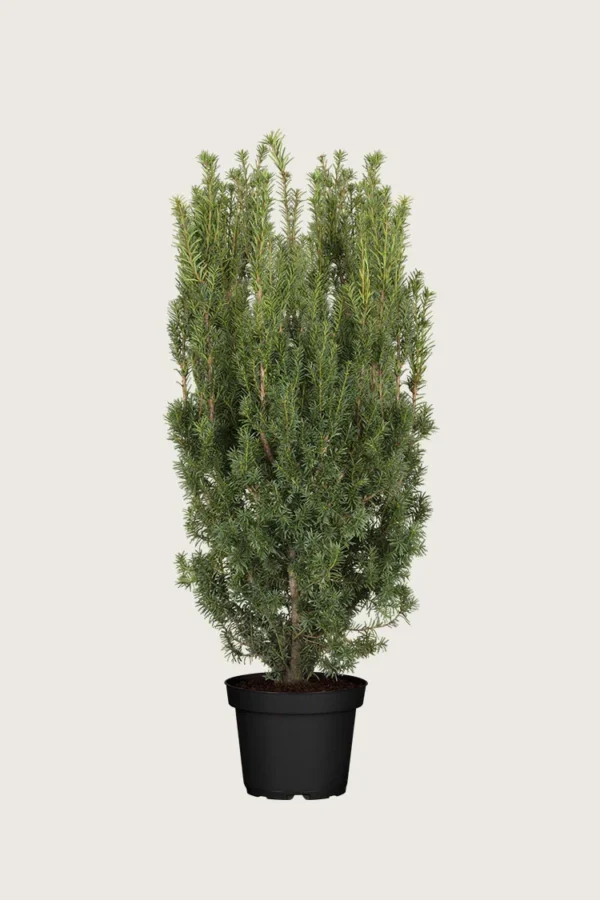 Hybridbarlind Hicksii 150cm Velgrenet | Plantinavia