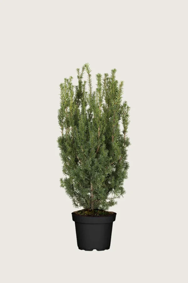 Hybridbarlind Hicksii 60cm Velgrenet | Plantinavia