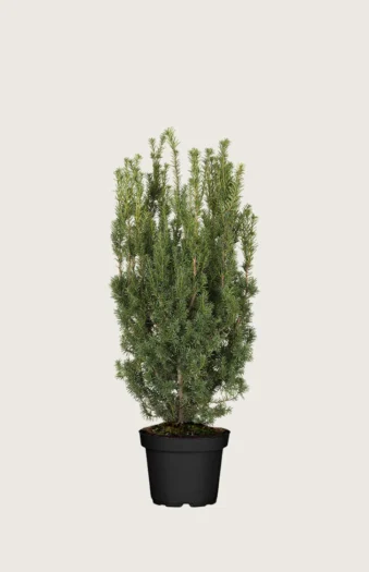 Hybridbarlind Hicksii 80cm Velgrenet | Plantinavia