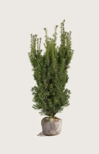 Hybridbarlind Hicksii 150cm Grenet | Plantinavia