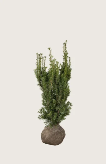 Hybridbarlind Hicksii 40cm Grenet | Plantinavia