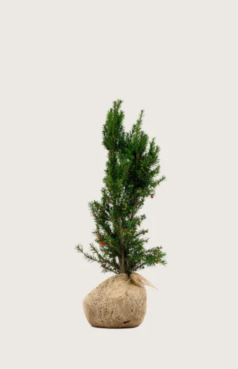 Hybridbarlind Hicksii 100cm Outlet | Plantinavia