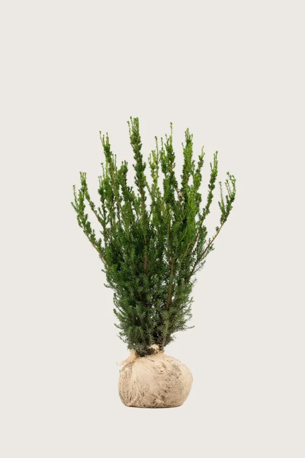 Hybridbarlind Hicksii 100cm Velgrenet | Plantinavia