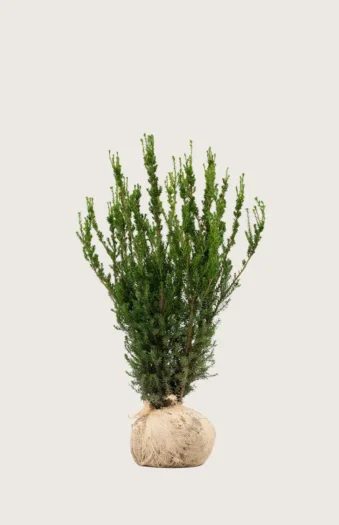 Hybridbarlind Hicksii 80cm Velgrenet | Plantinavia