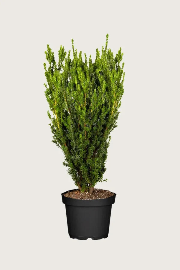 Hybridbarlind Hillii 125cm Grenet | Plantinavia