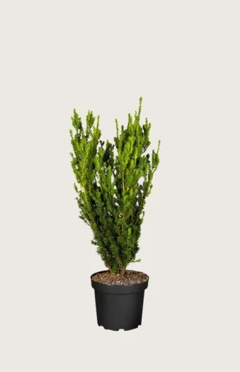 Hybridbarlind Hillii 80cm Grenet | Plantinavia