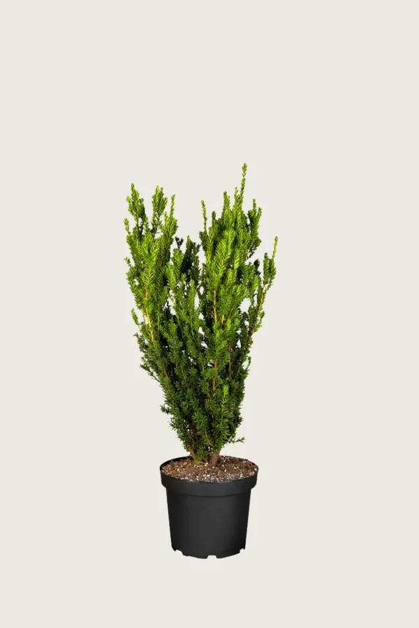 Hybridbarlind Hillii 80cm Grenet | Plantinavia