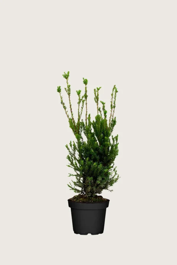 Hybridbarlind Hillii 100cm Outlet | Plantinavia
