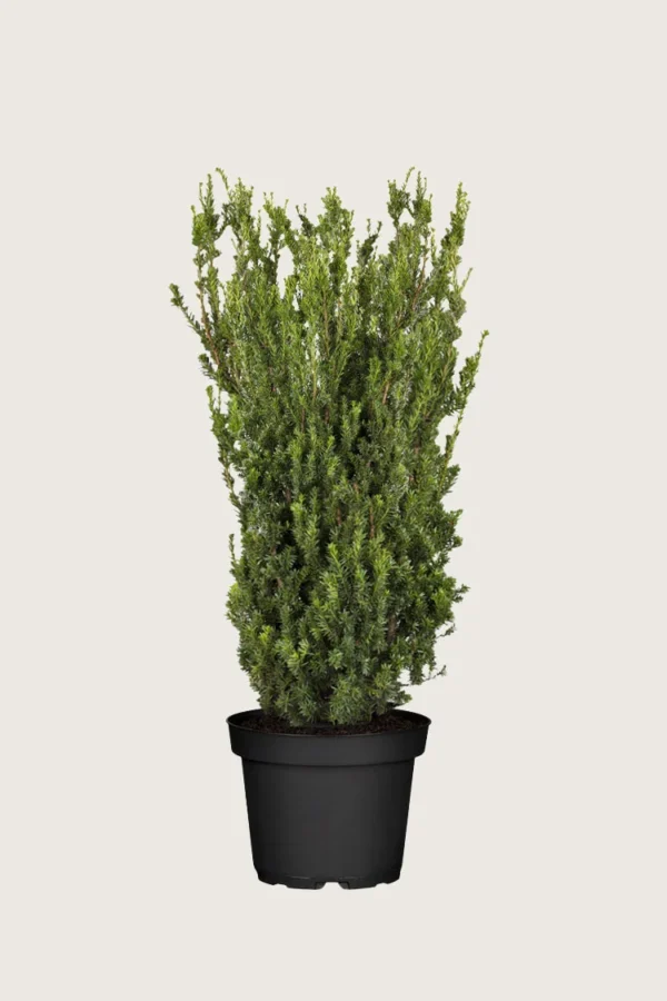 Hybridbarlind Hillii 100cm Velgrenet | Plantinavia