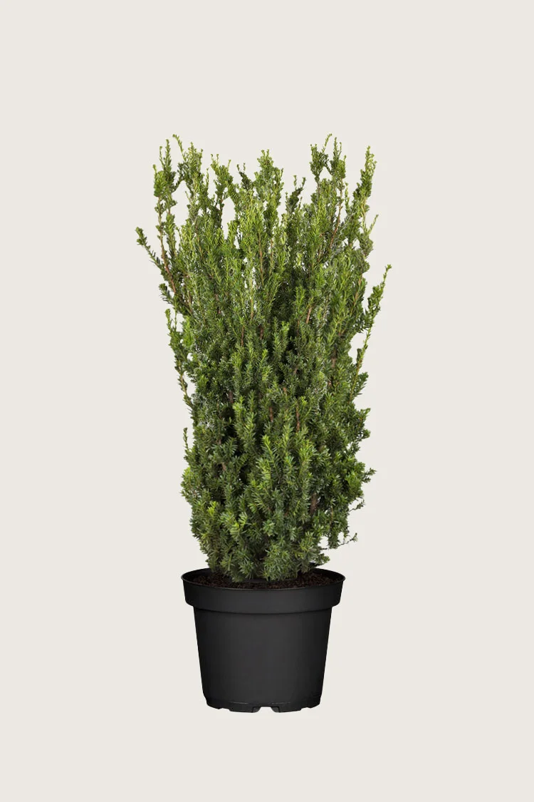 Hybridbarlind Hillii 150cm Velgrenet | Plantinavia