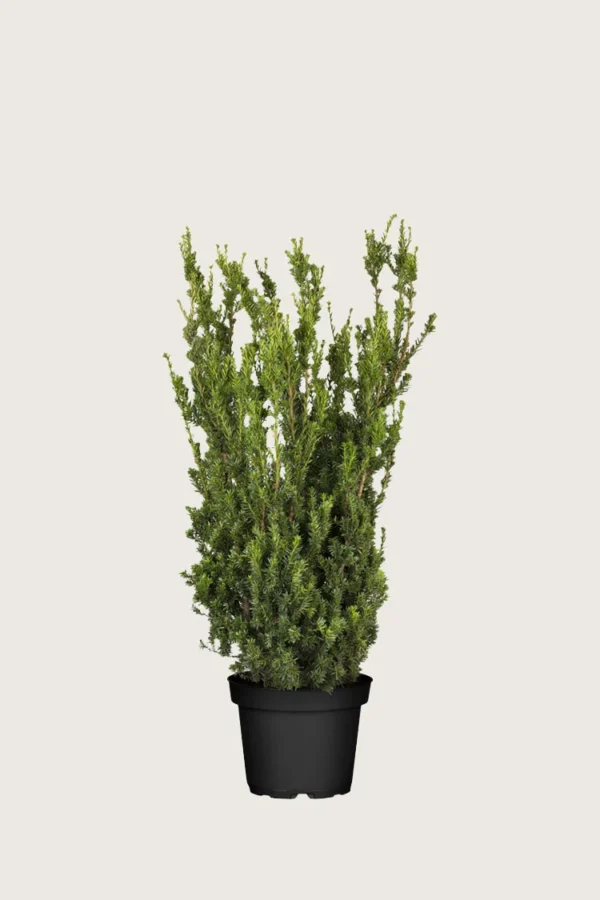 Hybridbarlind Hillii 60cm Velgrenet | Plantinavia