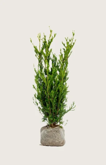 Hybridbarlind Hillii 150cm Grenet | Plantinavia