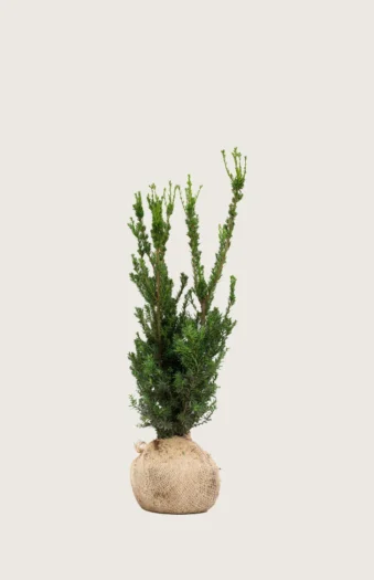 Hybridbarlind Hillii 80cm Outlet | Plantinavia
