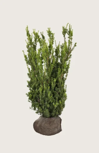 Hybridbarlind Hillii 150cm Velgrenet | Plantinavia