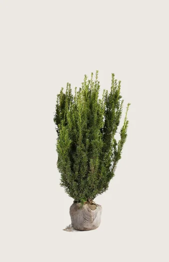 Hybridbarlind Hillii 60cm Velgrenet | Plantinavia