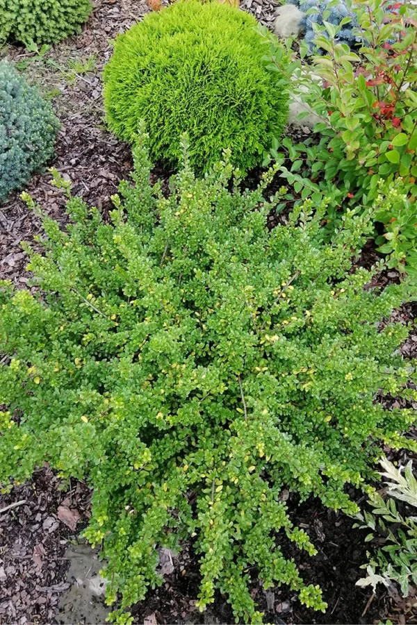 Japansk kristtorn 'Convexa'