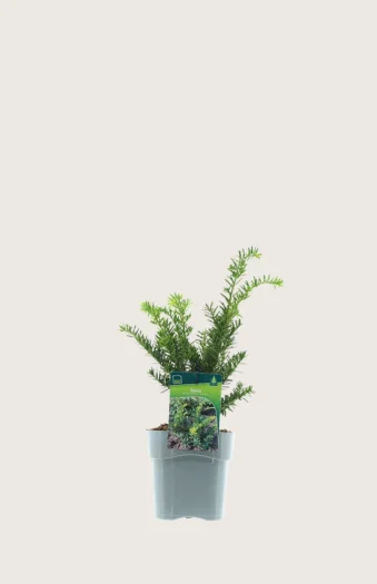 Japanbarlind 15cm Grenet | Plantinavia