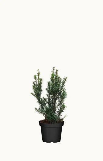 Japanbarlind 40cm Grenet | Plantinavia
