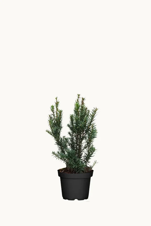Japanbarlind 40cm Grenet | Plantinavia