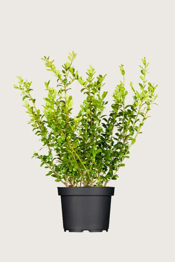 Japansk kristtorn 'Blondie' 100cm Grenet | Plantinavia