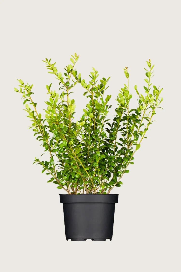 Japansk kristtorn 'Blondie' 100cm Grenet | Plantinavia