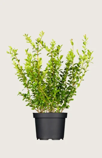 Japansk kristtorn 'Blondie' 125cm Grenet | Plantinavia