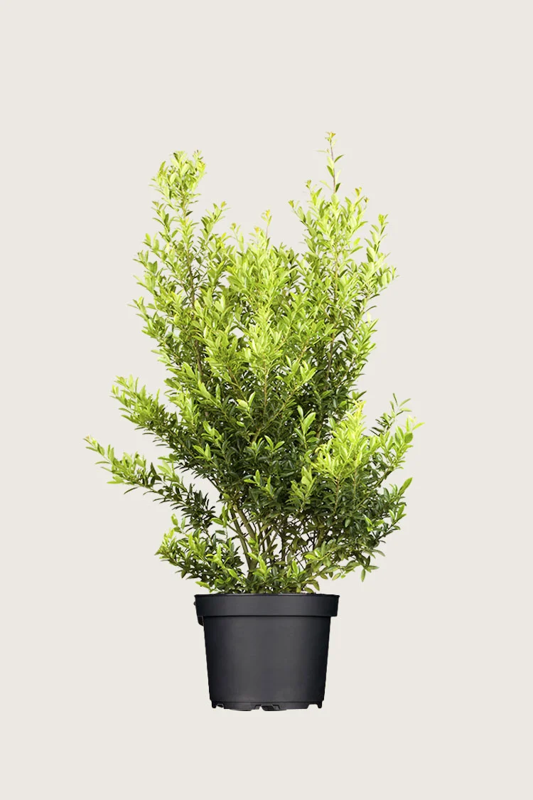 Japansk kristtorn 'Blondie' 125cm Velgrenet | Plantinavia