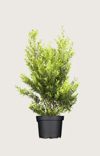 Japansk kristtorn 'Blondie' 150cm Velgrenet | Plantinavia