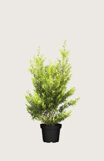 Japansk kristtorn 'Blondie' 60cm Velgrenet | Plantinavia