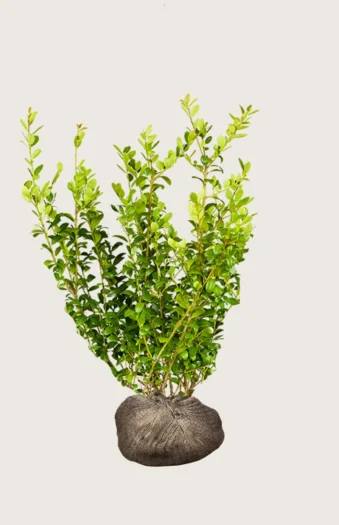 Japansk kristtorn 'Blondie' 125cm Grenet | Plantinavia