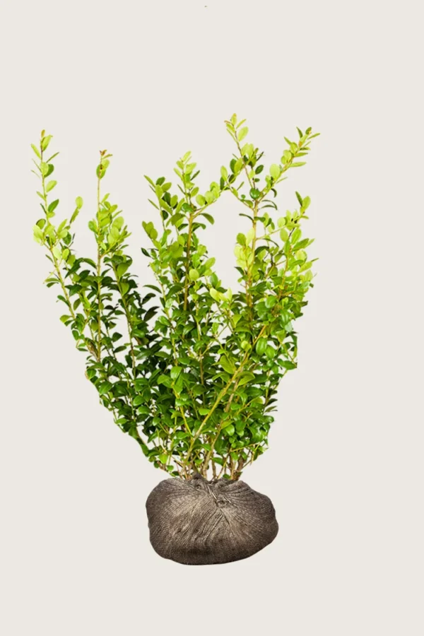 Japansk kristtorn 'Blondie' 125cm Grenet | Plantinavia