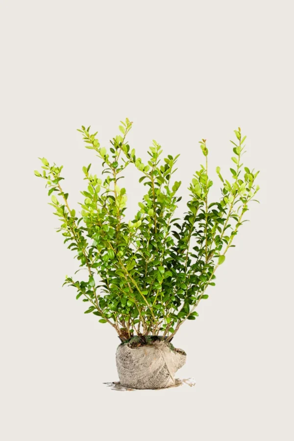 Japansk kristtorn 'Blondie' 80cm Grenet | Plantinavia