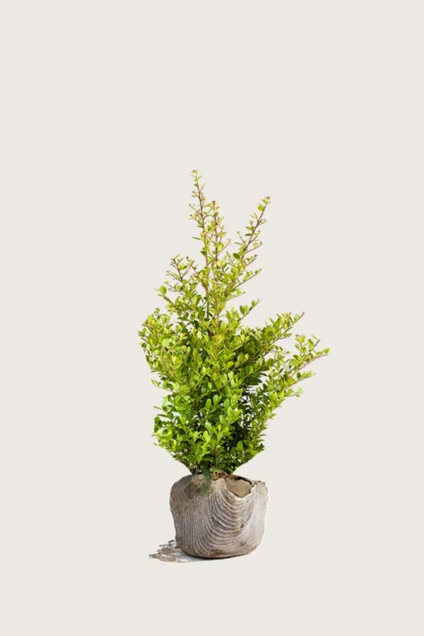 Japansk kristtorn 'Blondie' 100cm Outlet | Plantinavia