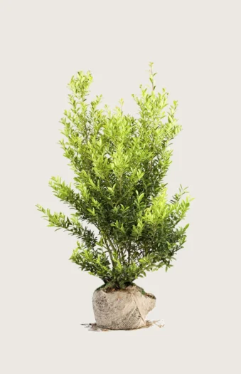 Japansk kristtorn 'Blondie' 175cm Velgrenet | Plantinavia