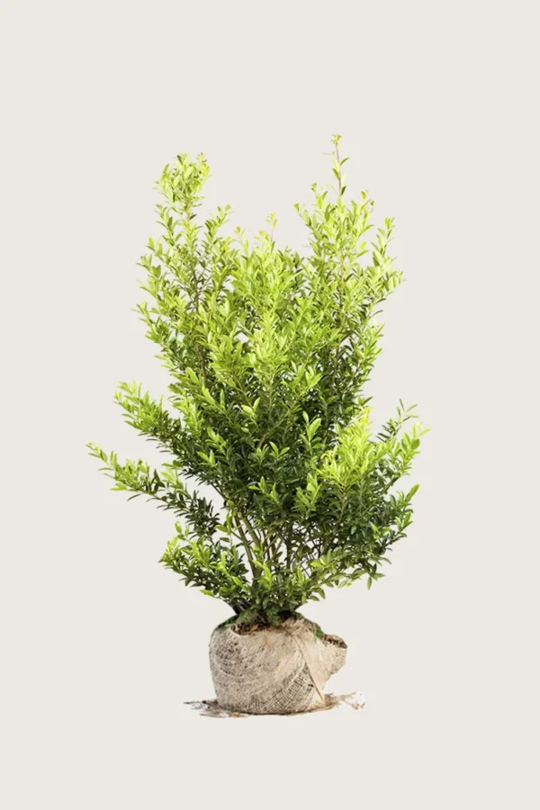 Japansk kristtorn 'Blondie' 200cm Velgrenet | Plantinavia