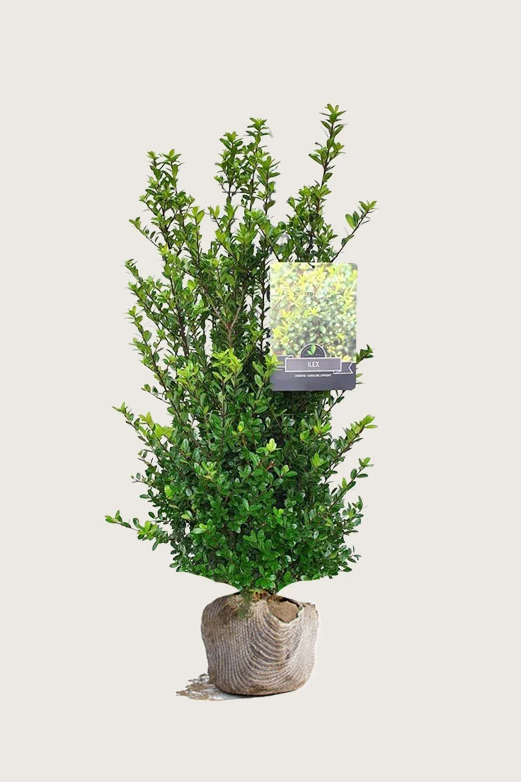 Japansk kristtorn 'Caroline Upright' 125cm Grenet | Plantinavia