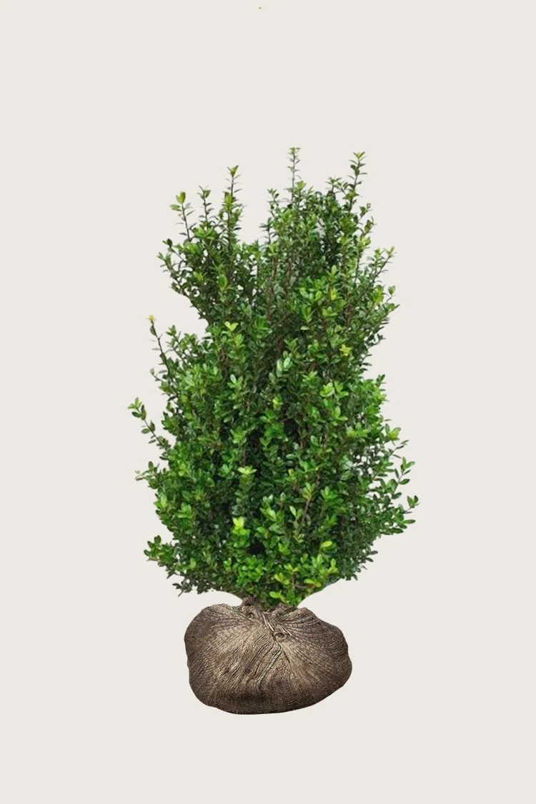 Japansk kristtorn 'Caroline Upright' 125cm Velgrenet | Plantinavia