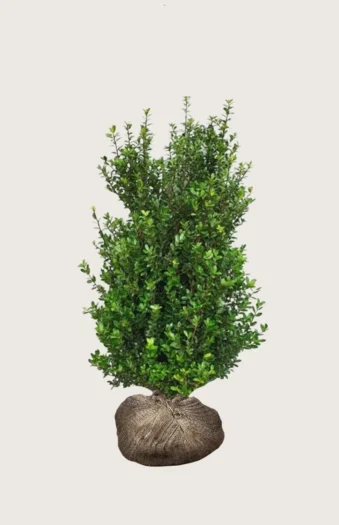 Japansk kristtorn 'Caroline Upright' 200cm Velgrenet | Plantinavia