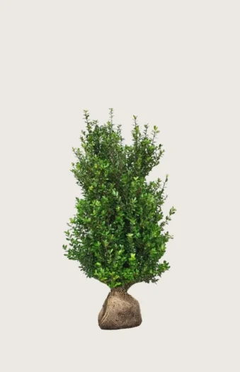 Japansk kristtorn 'Caroline Upright' 80cm Velgrenet | Plantinavia