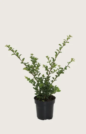 Japansk kristtorn 'Convexa' 80cm Grenet | Plantinavia