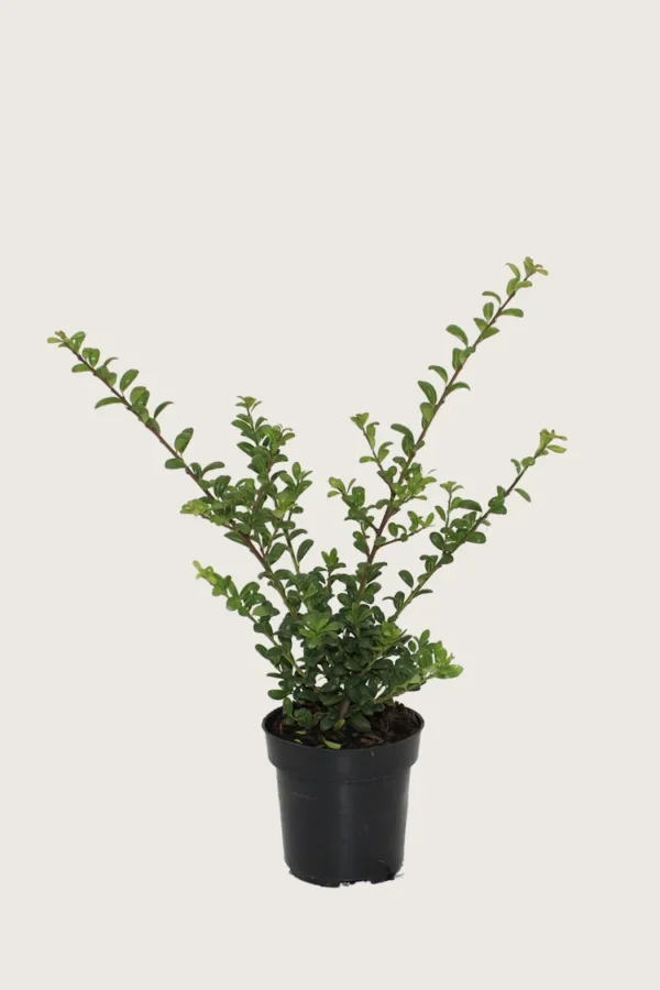 Japansk kristtorn 'Convexa' 80cm Grenet | Plantinavia