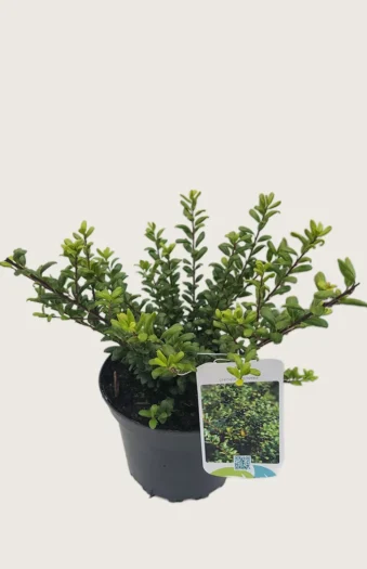 Japansk kristtorn 'Convexa' 100cm Outlet | Plantinavia