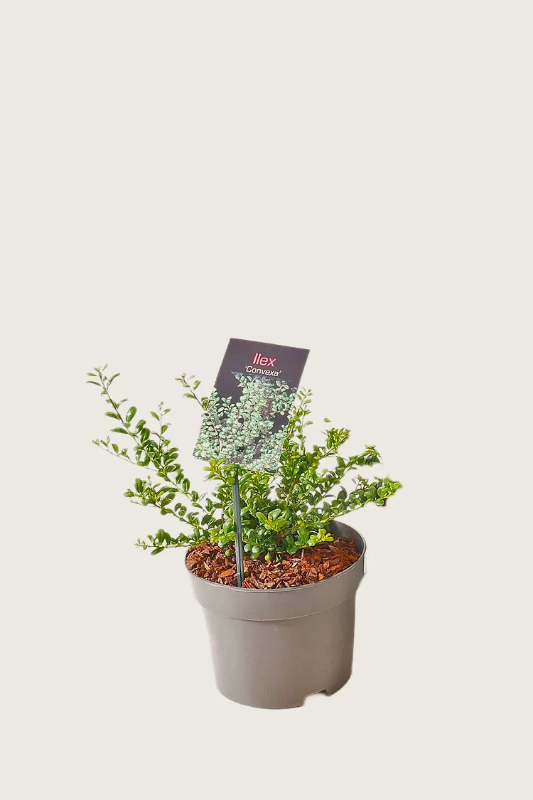 Japansk kristtorn 'Convexa' 15cm Outlet | Plantinavia