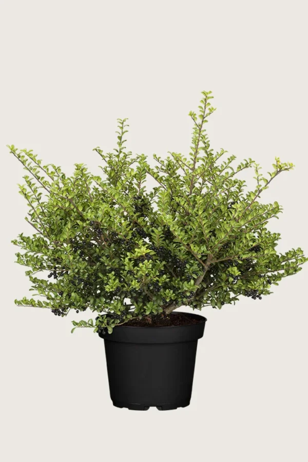 Japansk kristtorn 'Convexa' 150cm Velgrenet | Plantinavia