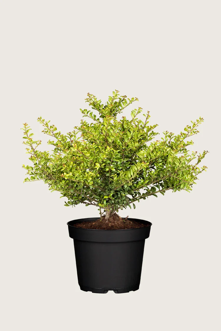 Japansk kristtorn 'Convexa' 60cm Velgrenet | Plantinavia