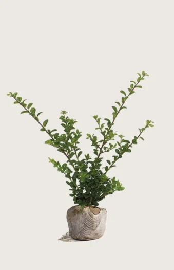 Japansk kristtorn 'Convexa' 60cm Grenet | Plantinavia