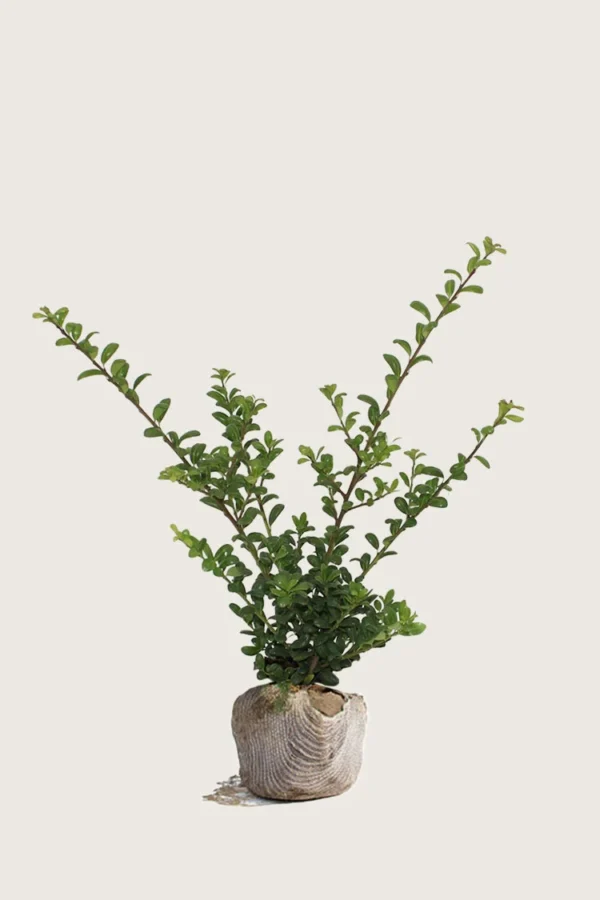 Japansk kristtorn 'Convexa' 60cm Grenet | Plantinavia